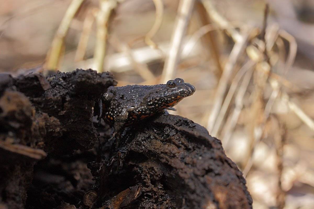 Bombina bombina, Краснобрюхая жерлянка, Краснобрюхая жерлянкаBombina bom, Роман Рысь