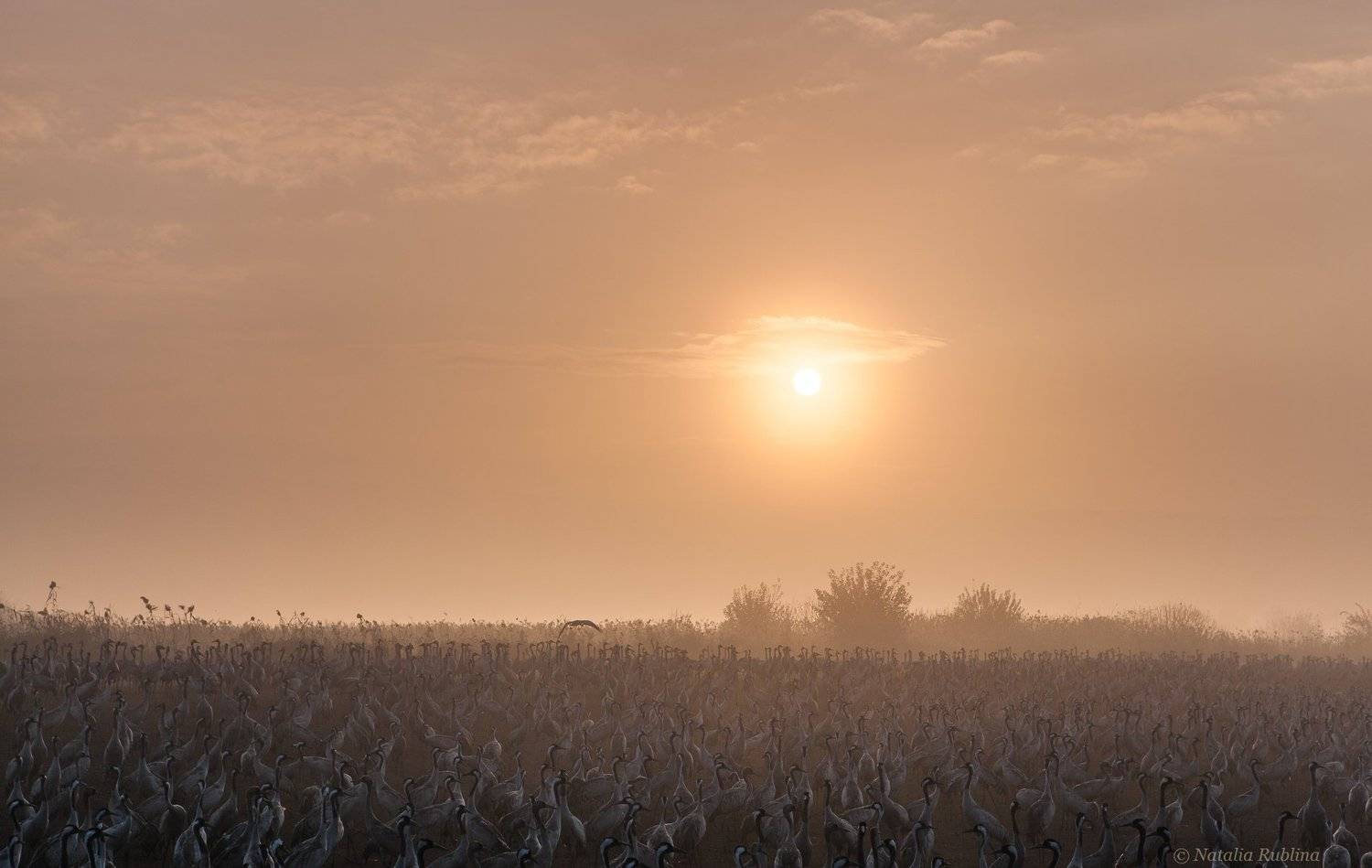 Волшебный, Восход, Дикая природа, Журавли, Заповедник, Природа, Птицы, Рассвет, Розовый рассвет, Серые журавли, Солнце, Туман, Утро, Наталья Рублина