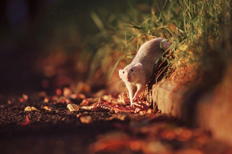 Крыса на прогулке фото превью