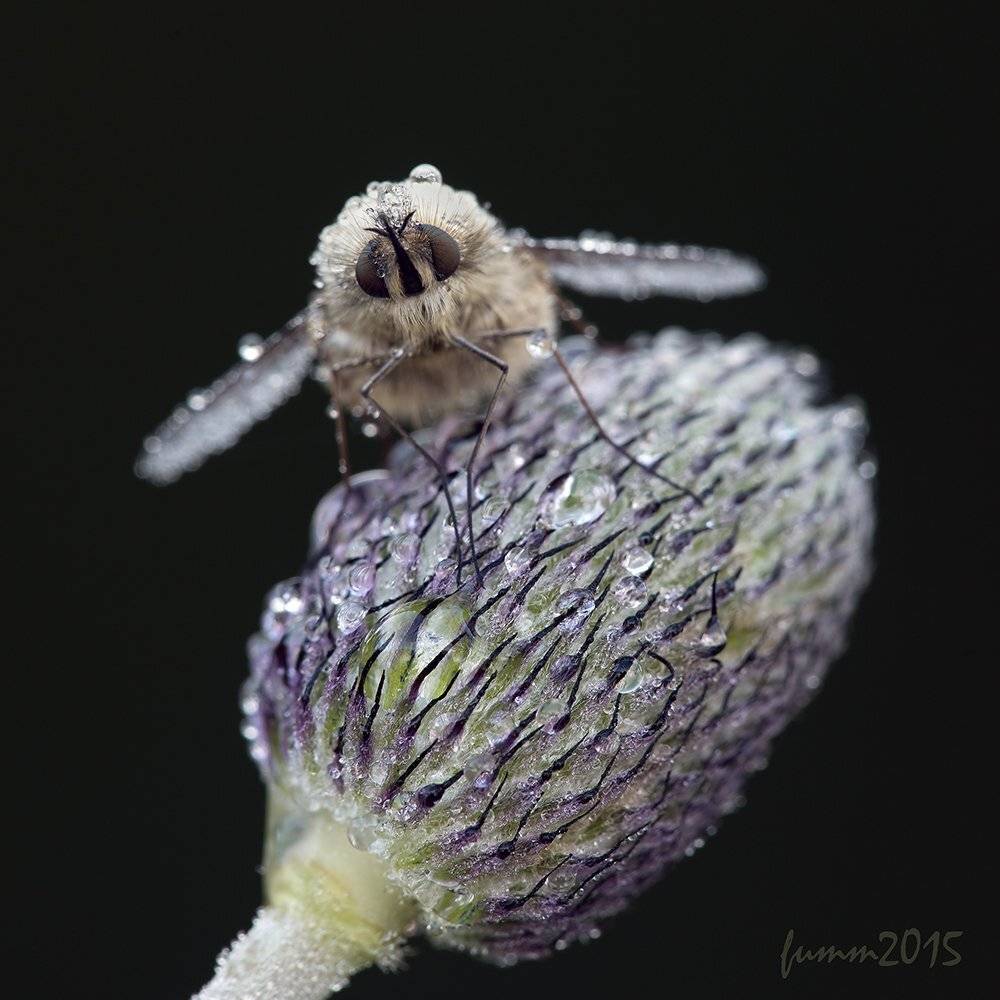 , Игорь ФУММ