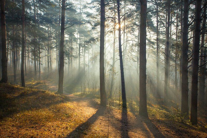 Просыпался лес весенний... фото превью