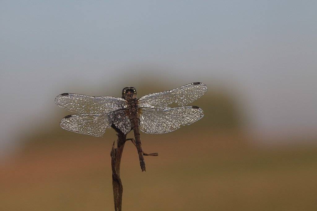 , Сергей Таланов