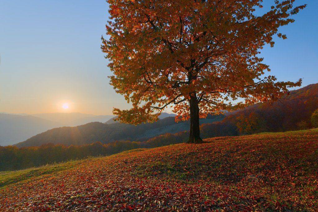 , Ярослав Тюрменко (Jaremi)