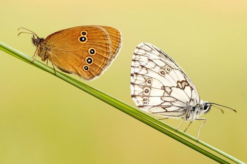 Offended... фото превью