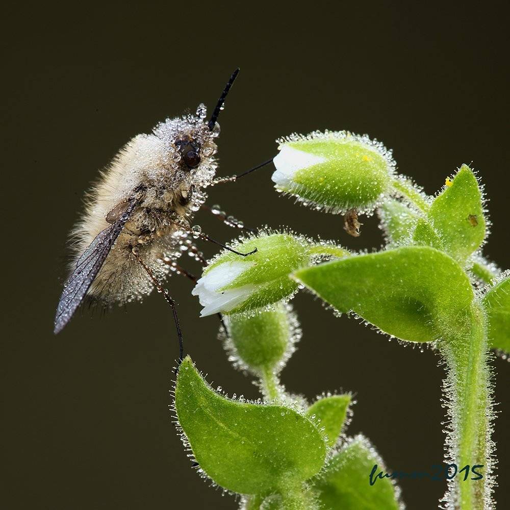 , Игорь ФУММ