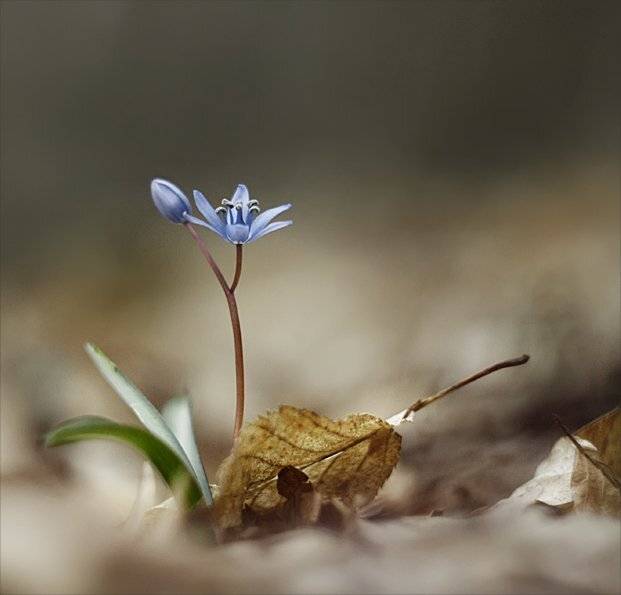 , Наталья Ова