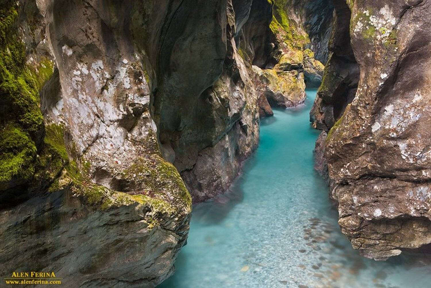 , Alen Ferina (Ален Ферина)