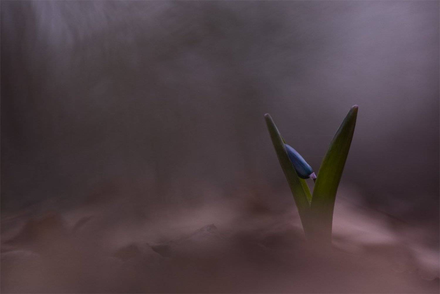 Весна, Воронеж, Март, Пролесок, Свет, Цветок, Геннадий Мещеряков