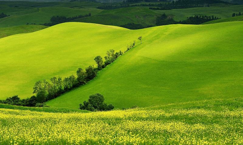 tuscan field фото превью