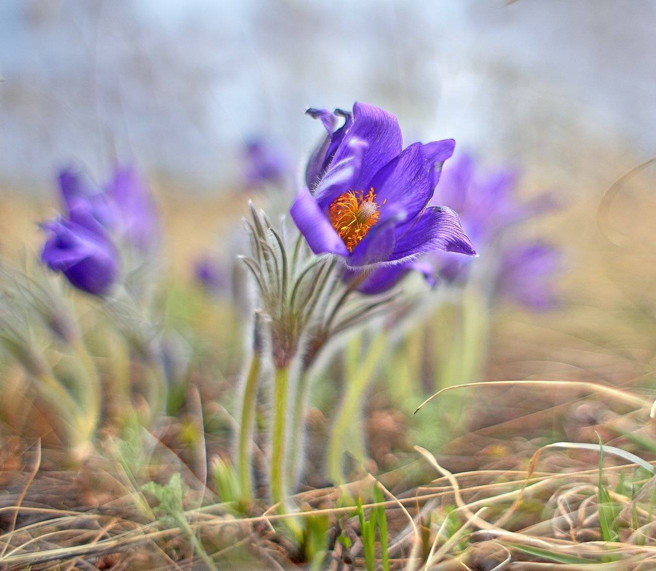 Акварель, Весна, Весна на Урале, Качурин алексей, Оренбургская область, Орск, Качурин Алексей