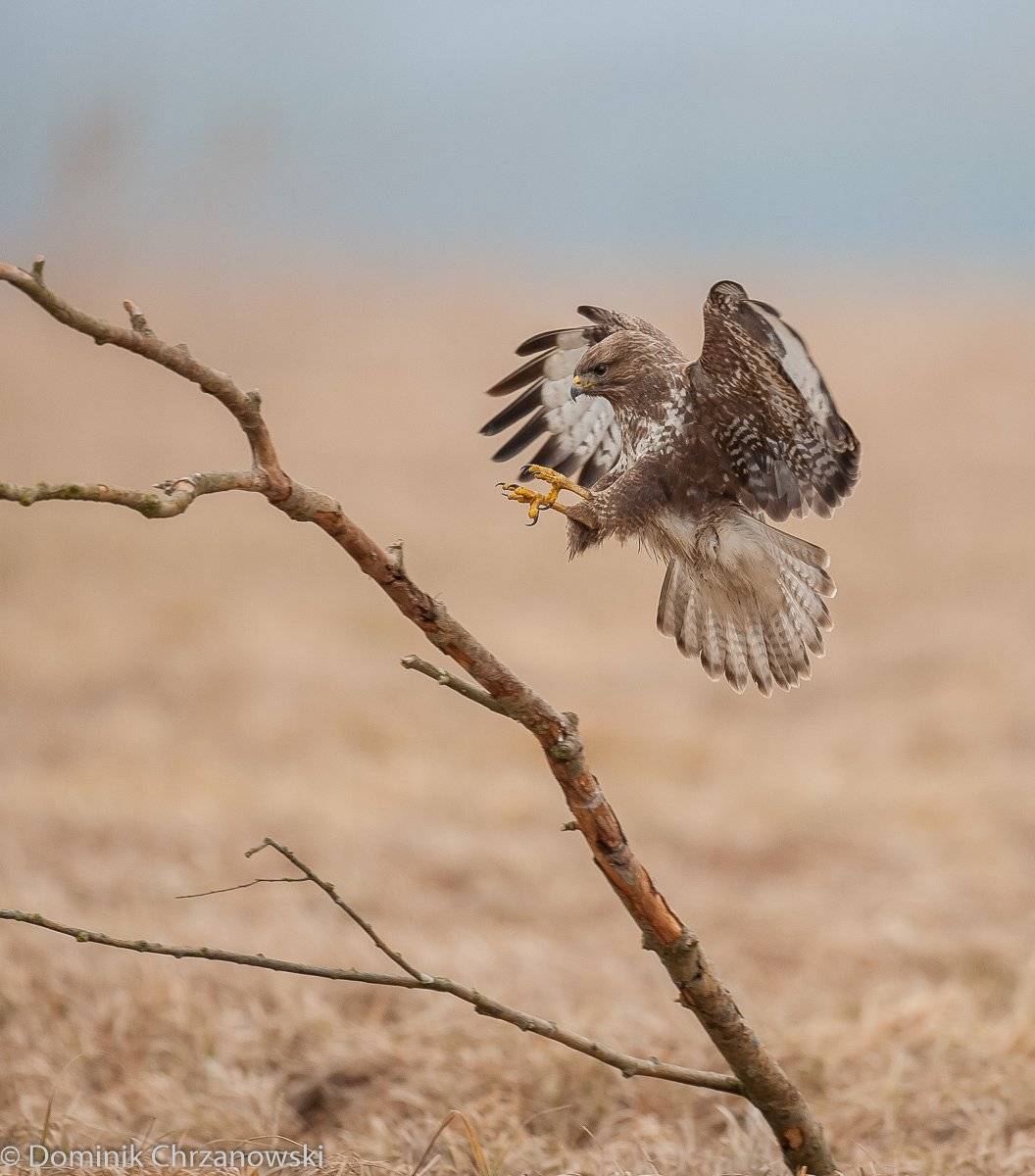 , Dominik Chrzanowski