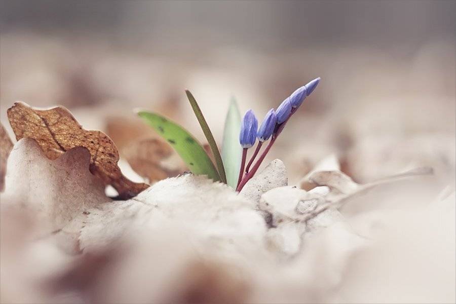 , Наталья Ова