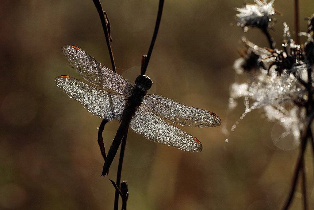 , Сергей Таланов