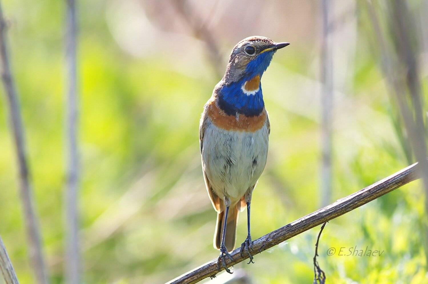 Birds, Bluethroat, Luscinia svecica, Варакушка, Птица, Птицы, Фотоохота, Евгений