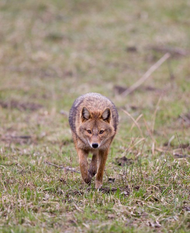 Canis aureus фото превью