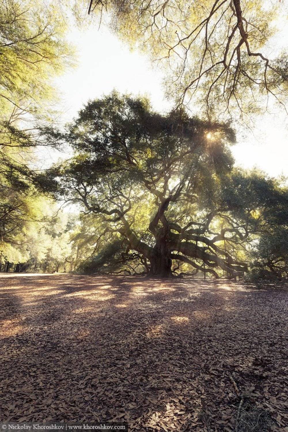 #AngelOakTree, #SouthCarolina, Usa, Николай Хорошков