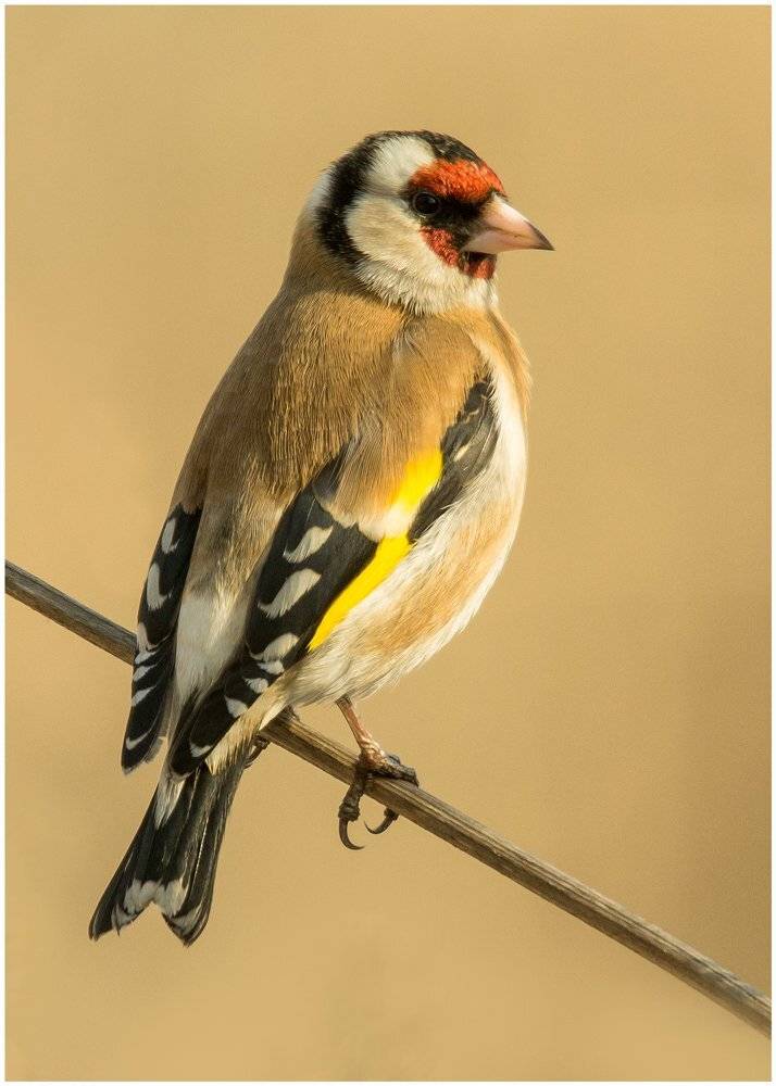 , Валерий Субачев
