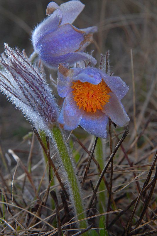 Весенний подарок фото превью