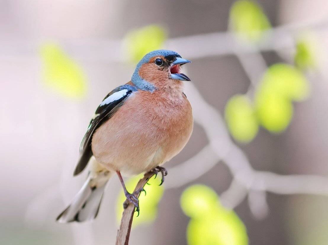 Зяблик, Наталья