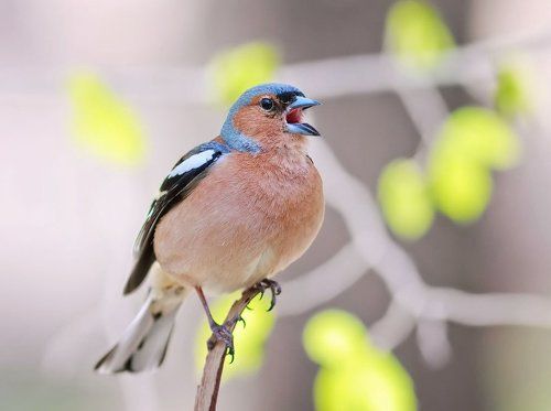 Зябкина песня