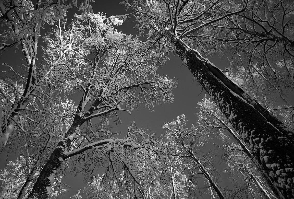 , Марина Никифорова