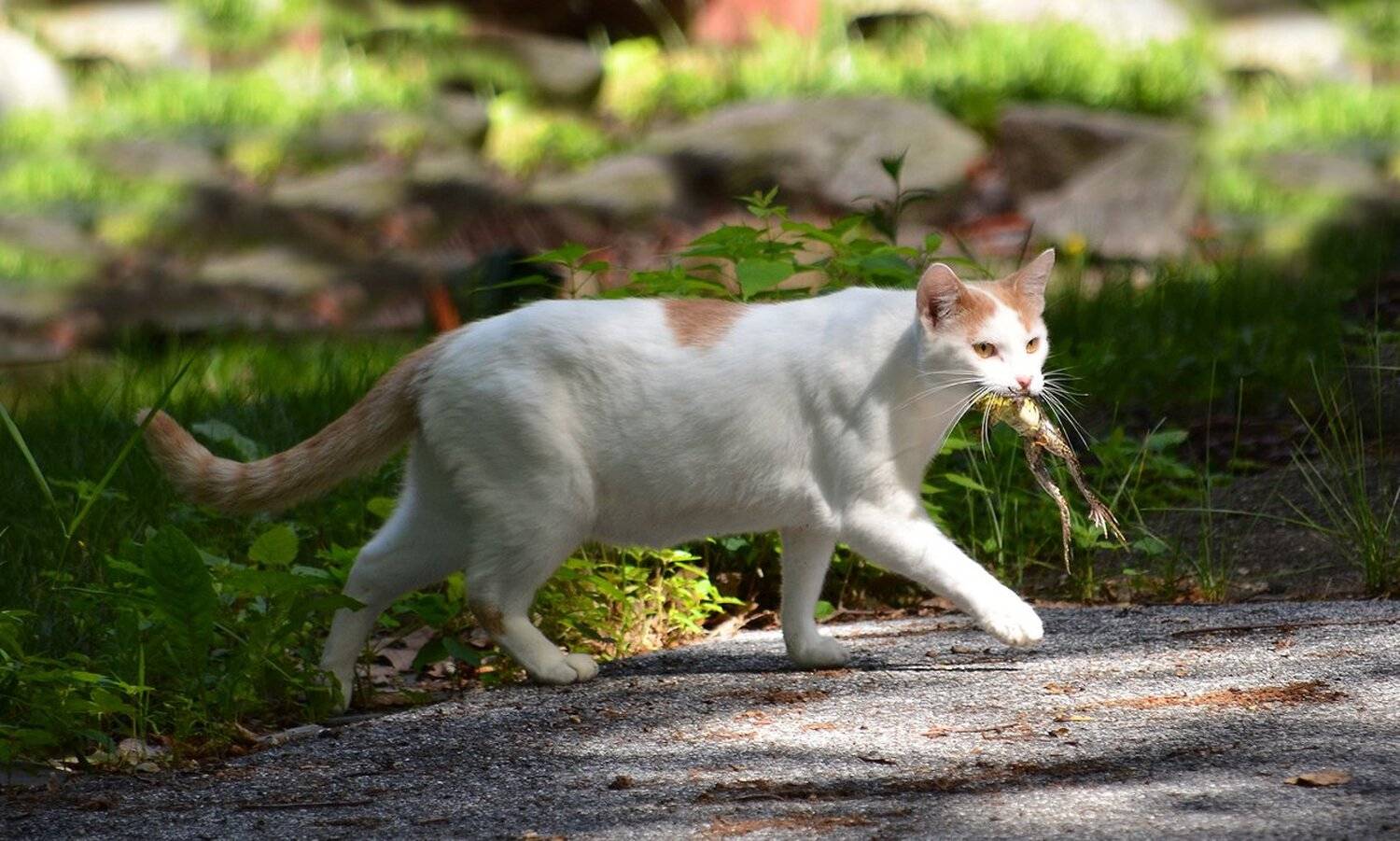 животные, кошки, юмор, Антонина