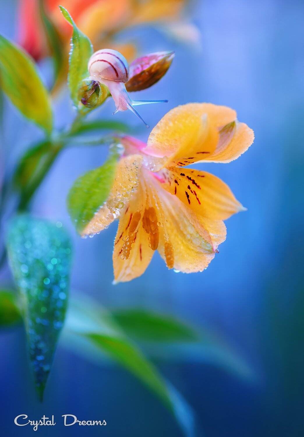 bokeh, color, crystal dreams, drops, flower, macro, nature, snail, Татьяна Крылова