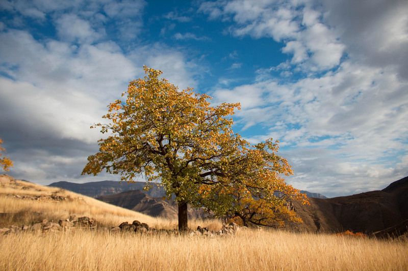 Exploretree, Travel, Tree Tree фото превью