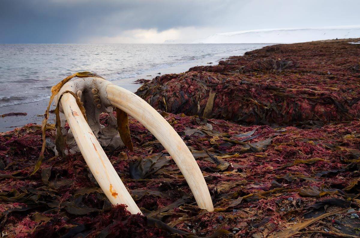 Морж, Череп моржа, Дмитрий Уткин