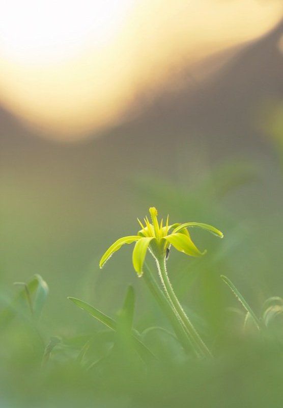 Первый лук фото превью