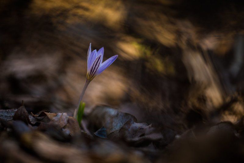 Весна, Крокусы, Макро, Первоцветы, Цветы Весна пришла фото превью