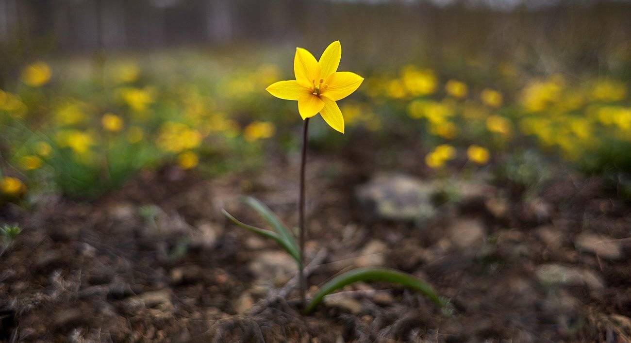 Весна на Урале, Качурин, Качурин алексей, Оренбургская область, Орск, Степи, Урал, Южный урал, Качурин Алексей