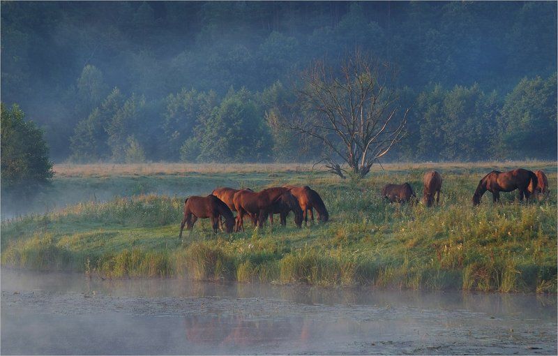 * * * фото превью