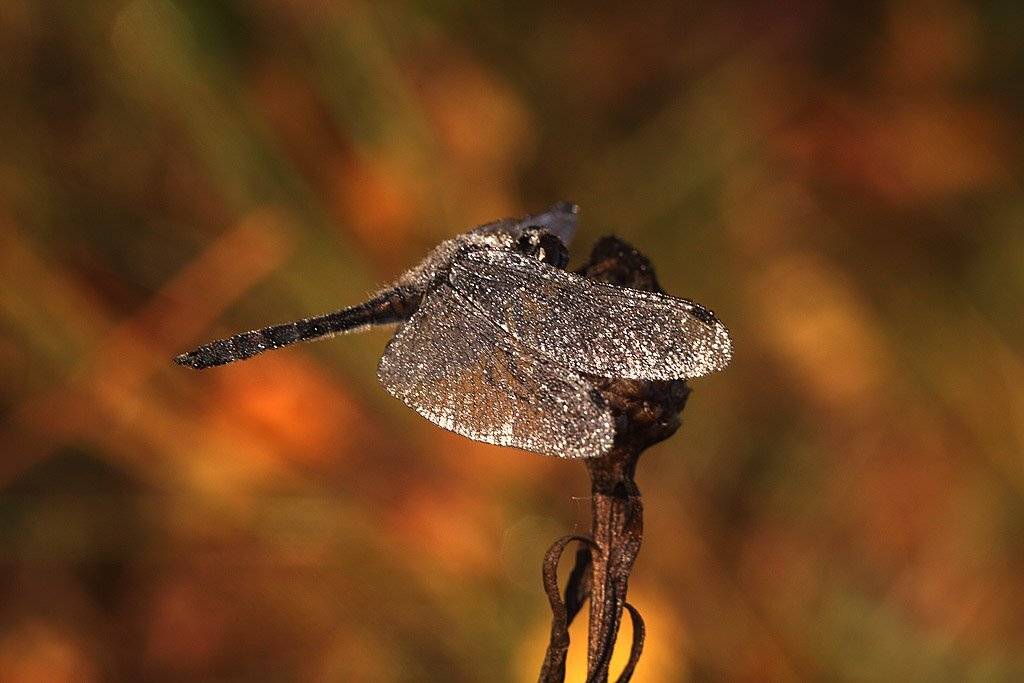 , Сергей Таланов
