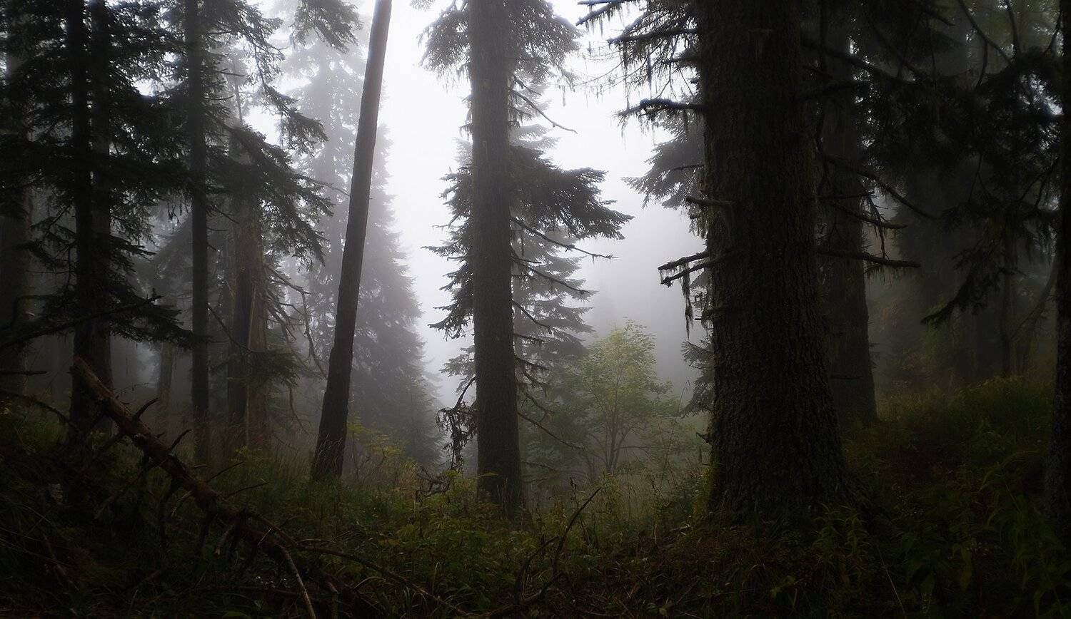 Адыгея, Лес, Осень, Сырость, Туман, Alexander Plekhanov