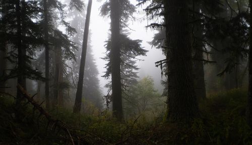 В сумраке леса