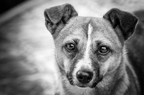 Doggy