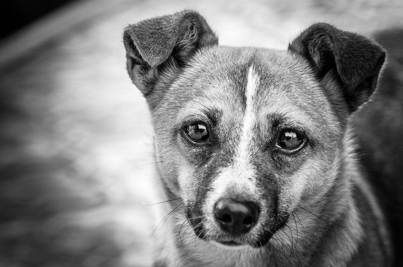 Animals, Black & white, Bw, Dog, Emotion, Nature Doggy фото превью