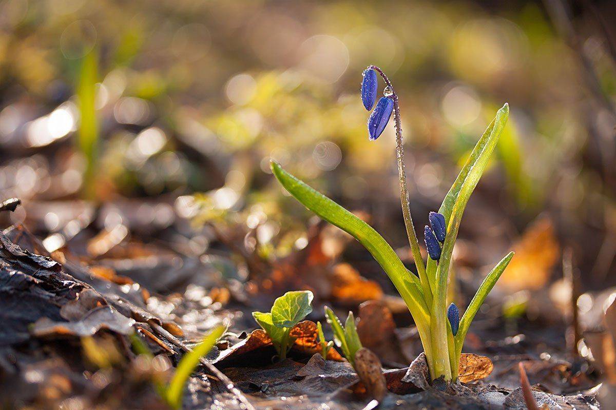 , Роман Рысь