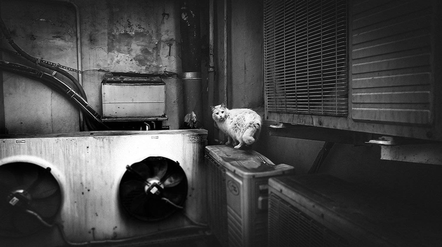 Black & white, Cat, City, Saint-Petersburg, Street, Рустем Галямов