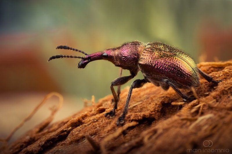 Beatle, Bug, Macro, Mooninsomnia, Долгоносик, Жук, Макро Долгоносик фото превью