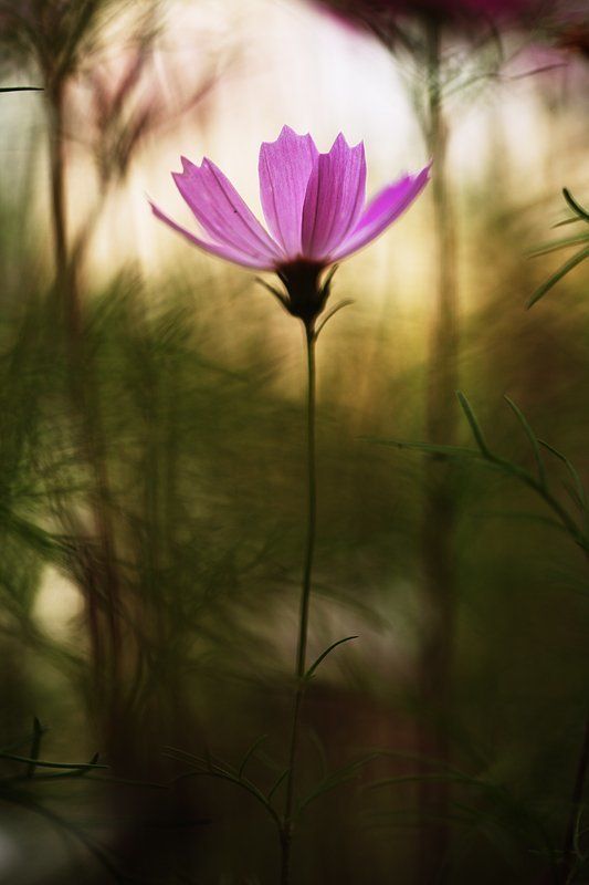 Wood фото превью