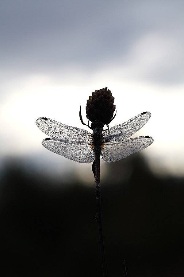 , Сергей Таланов