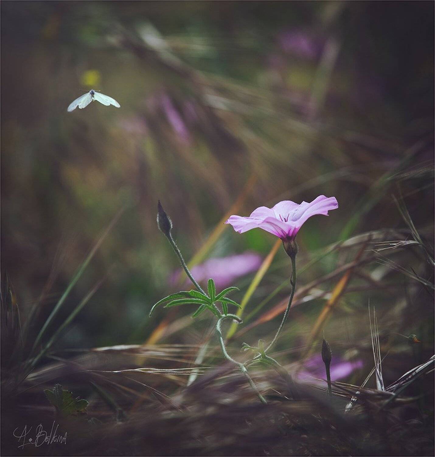 , Ариадна Белкина