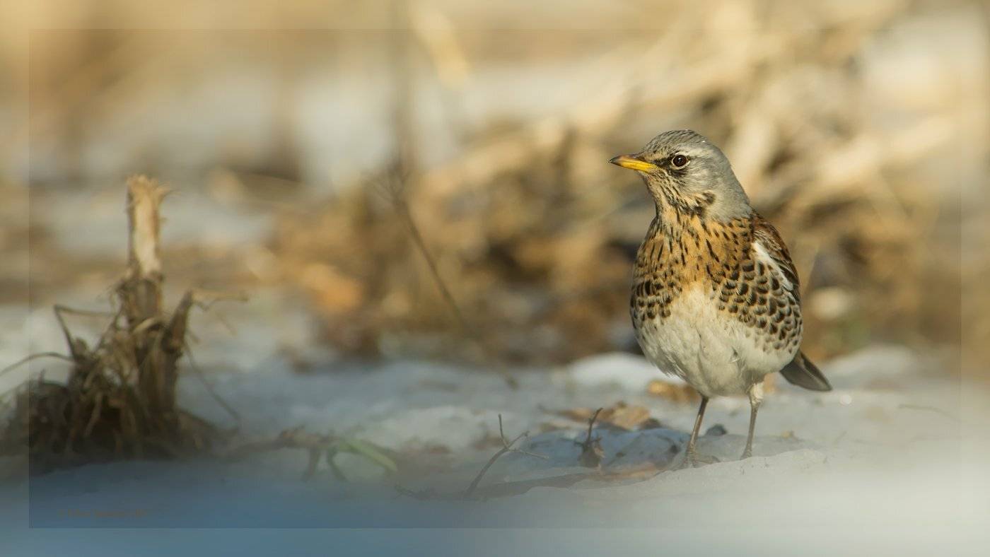 , Валерий Субачев