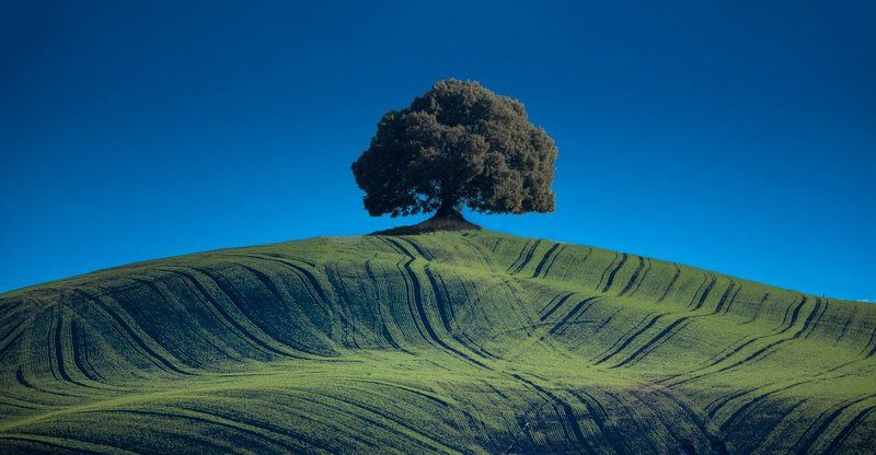 Холм одинокого дерева. фото превью