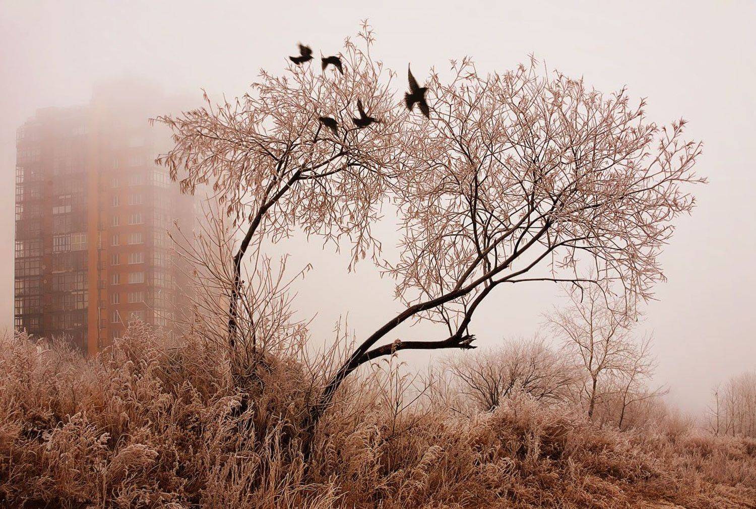 , Матвей Белый