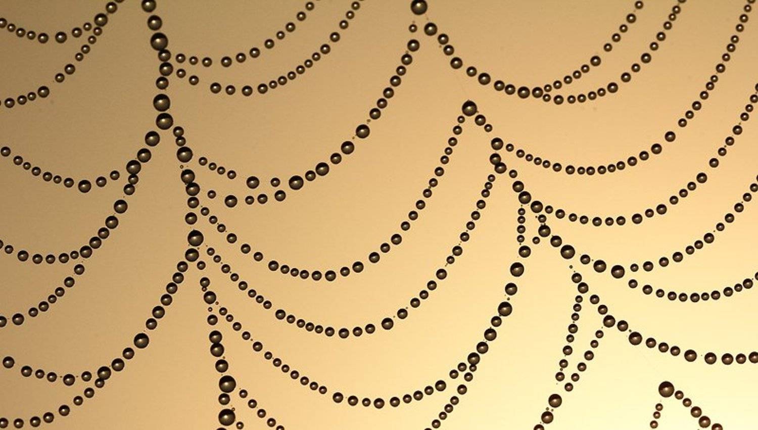 Абстракция, Капельки, Макро, Паутина, Природа, Рассвет, Роса, Алексей Королев