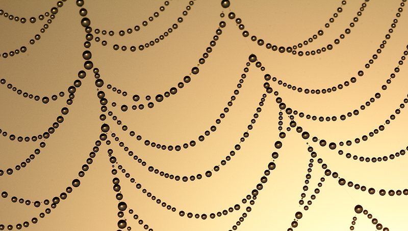 Абстракция, Капельки, Макро, Паутина, Природа, Рассвет, Роса Жемчужное ожерелье фото превью