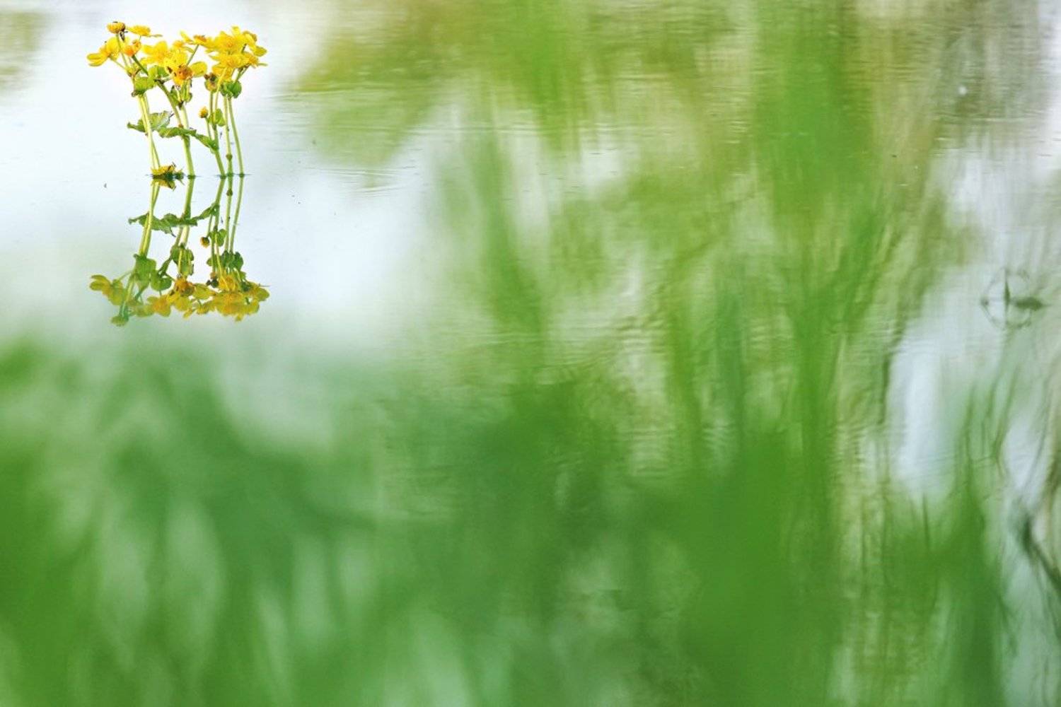 Весна, Вода, Калужница, Отражение, Первоцветы, Растения, Флора, Цветок, Цветы, Алексей Королев